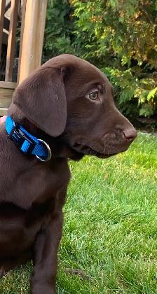 PUREBRED LABRADOR PUPPIES