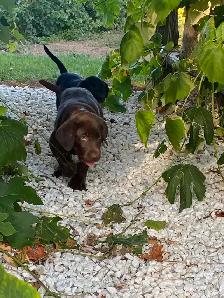 PUREBRED LABRADOR PUPPIES - Photo 2