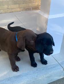 PUREBRED LABRADOR PUPPIES - Photo 3