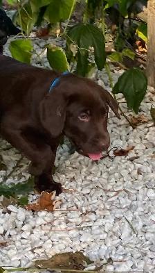 PUREBRED LABRADOR PUPPIES - Photo 4