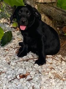 PUREBRED LABRADOR PUPPIES - Photo 5