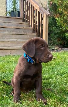 PUREBRED LABRADOR PUPPIES - Photo 6