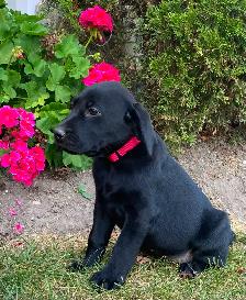 PUREBRED LABRADOR PUPPIES - Photo 7