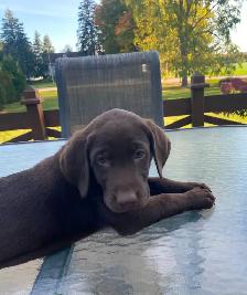 PUREBRED LABRADOR PUPPIES - Photo 8