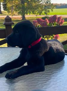 PUREBRED LABRADOR PUPPIES - Photo 9