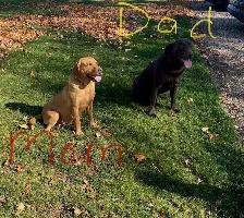 PUREBRED LABRADOR PUPPIES - Photo 10