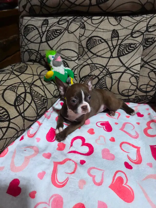 Chiots Boston-Terrier