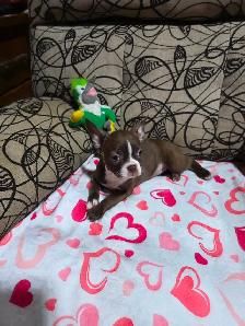 Chiots Boston-Terrier