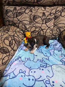 Chiots Boston-Terrier - Photo 2