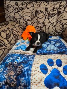 Chiots Boston-Terrier - Photo 4