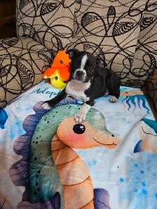 Chiots Boston-Terrier - Photo 5