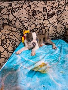 Chiots Boston-Terrier - Photo 6