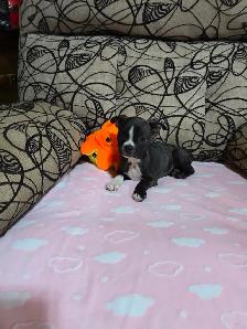 Chiots Boston-Terrier - Photo 7