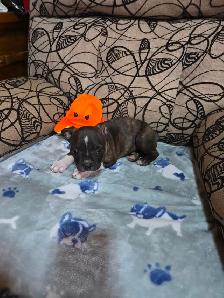 Chiots Boston-Terrier - Photo 8