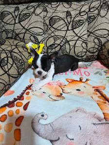 Chiots Boston-Terrier - Photo 9