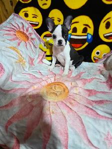 Chiots Boston-Terrier - Photo 10