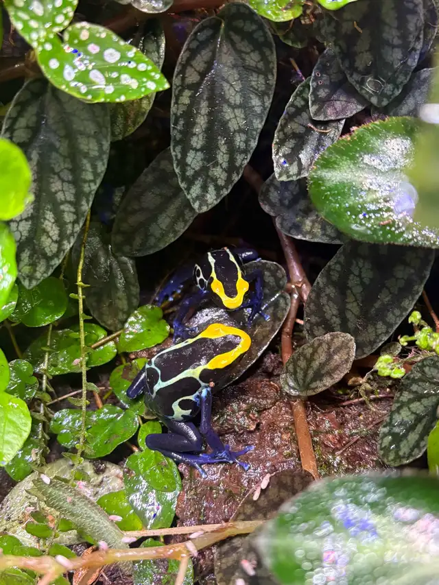 Dart frogs w/ terrarium