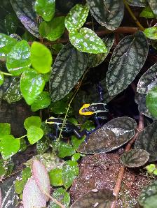 Dart frogs w/ terrarium - Photo 2