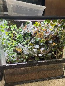 Dart frogs w/ terrarium - Photo 3