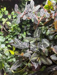 Dart frogs w/ terrarium - Photo 4
