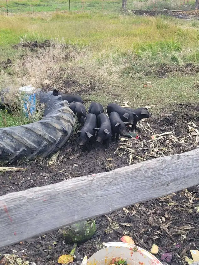 Package deal of 17 piglets plus bonus pig!!