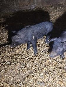 Package deal of 17 piglets plus bonus pig!! - Photo 2
