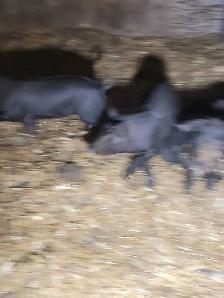 Package deal of 17 piglets plus bonus pig!! - Photo 3