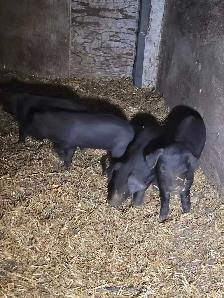 Package deal of 17 piglets plus bonus pig!! - Photo 4