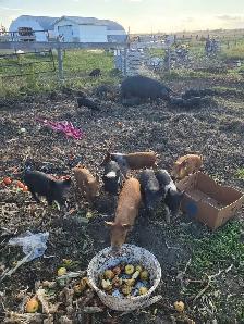 Package deal of 17 piglets plus bonus pig!! - Photo 5