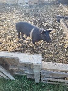 Package deal of 17 piglets plus bonus pig!! - Photo 6