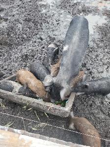 Package deal of 17 piglets plus bonus pig!! - Photo 7