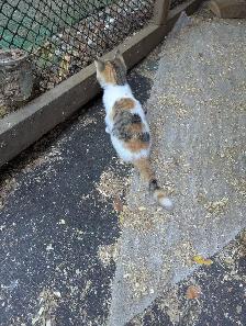 Female Calico Kitten