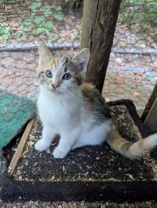 Female Calico Kitten - Photo 2