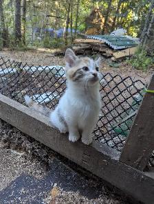 Female Calico Kitten - Photo 3