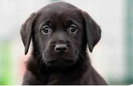 looking for a male puppy