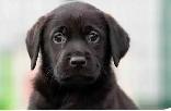 looking for a male puppy