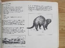 NOTES ON NOVA SCOTIA WILDLIFE - 1987 - Photo 6