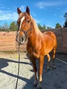 3 year old filly
