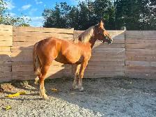 3 year old filly - Photo 2