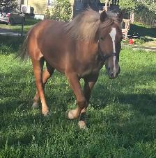 3 year old filly - Photo 3