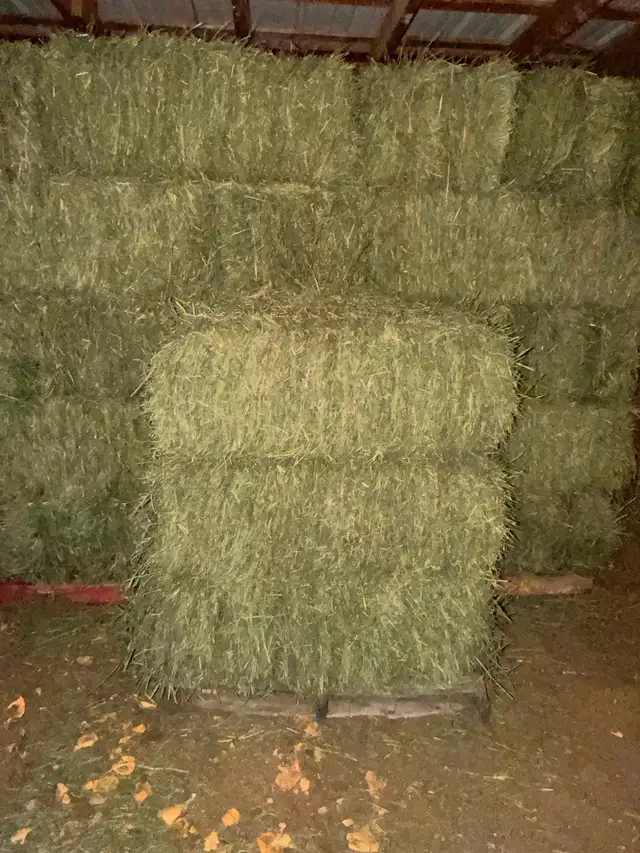 Hay - small square bales