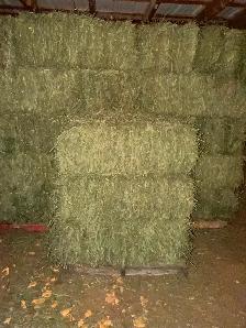 Hay - small square bales
