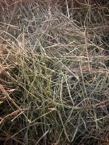 Hay - small square bales - Photo 2