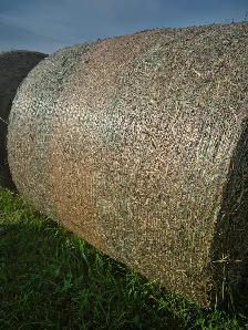 Round Bales of Hay No Rain