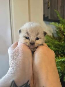 ragdoll kittens