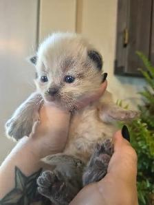 ragdoll kittens - Photo 2