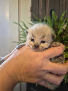 ragdoll kittens - Photo 3