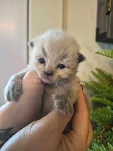 ragdoll kittens - Photo 4
