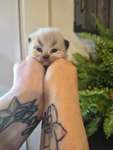 ragdoll kittens - Photo 5