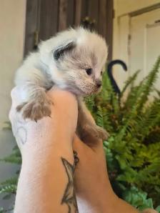 ragdoll kittens - Photo 6